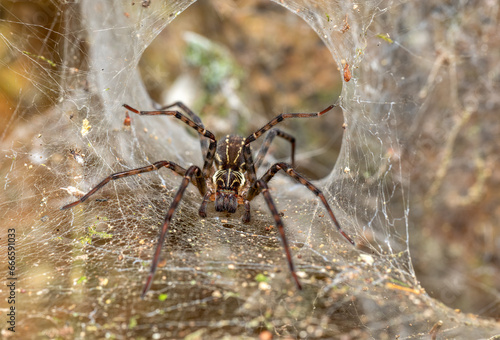 Probably Lycosoidea sp, nocturnal spider. Monte Verde, Santa Elena, Costa Rica wildlife.