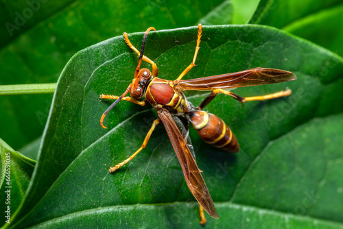 Polistes instabilis, or unstable paper wasp is a type of paper wasp, is a neotropical, eusocial wasp (family Vespidae). Monte Verde, Santa Elena, Costa Rica wildlife.