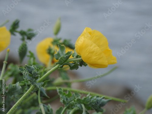 Yellow flower of green grass