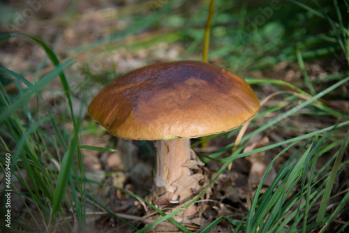 photography of a porcini mushroom in the forest