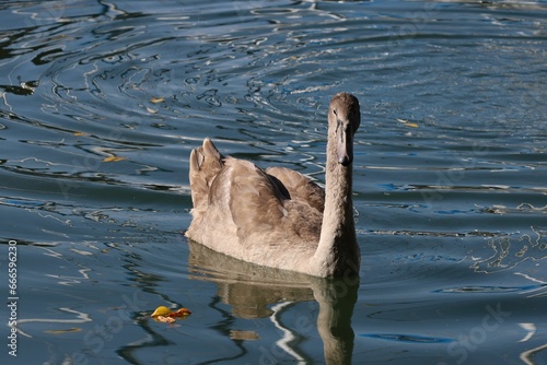 Young swan swimming in Ashbridges Bay in Toronto, Ontario photo