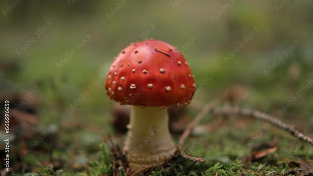 Autumnal background. Amanita muscaria mushroom in a forest. Harvest fungi. Fly agaric, wild poisonous red mushroom against a brown fallen leaves. Fall season. Red-headed hallucinogenic toxic fungus. Autumnal background. Amanita muscaria mushroom in a forest. Harvest fungi. Fly agaric, wild poisonous red mushroom against a brown fallen leaves. Fall season. Red-headed hallucinogenic toxic fungus.