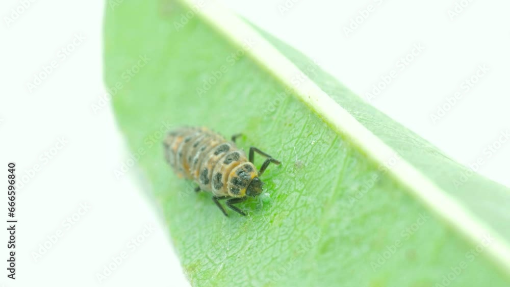 ladybug larva eating an aphid on a leaf ladybug larva eating an aphid on a leaf