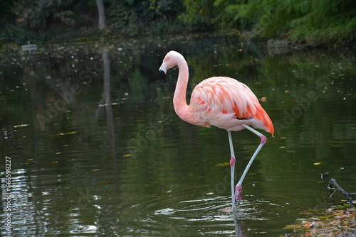 Pink flamingos alone and in groups