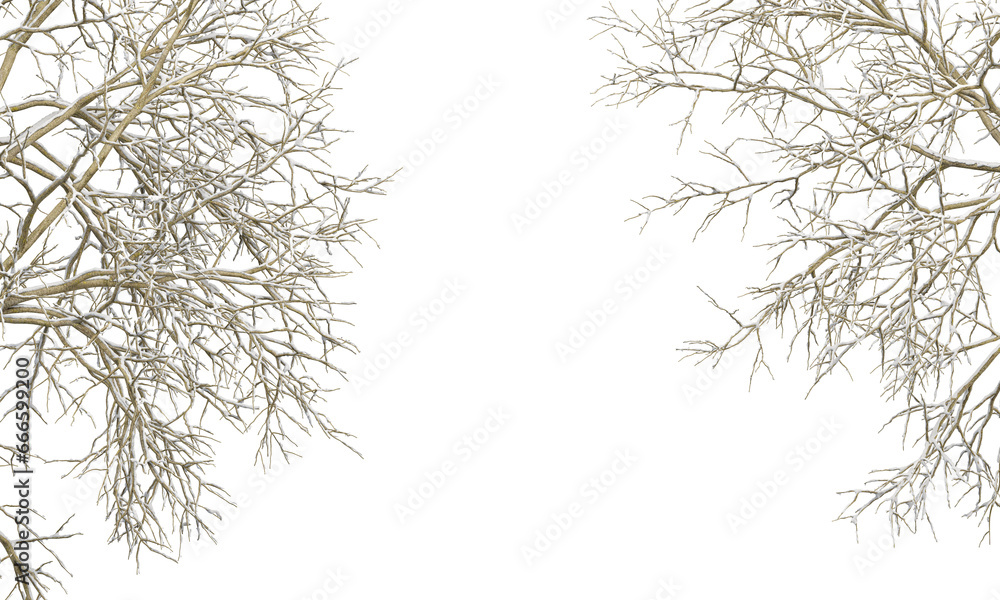 Obraz premium branches isolated on white