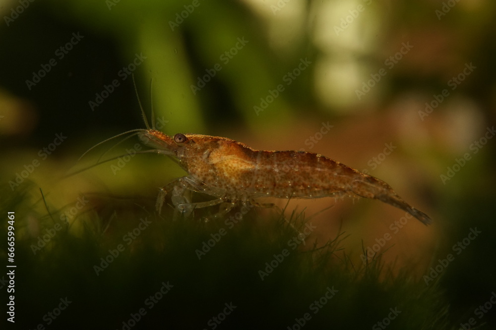 Wild Color Neocaridina Dwarf Shrimp Wild Color Neocaridina Dwarf Shrimp