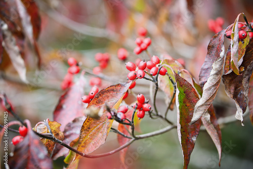 Autumn foliage and red berries of the native American dogwood tree, Cornus florida, in south central Kentucky. Shallow depth of field. Selective focus with blurred background. photo