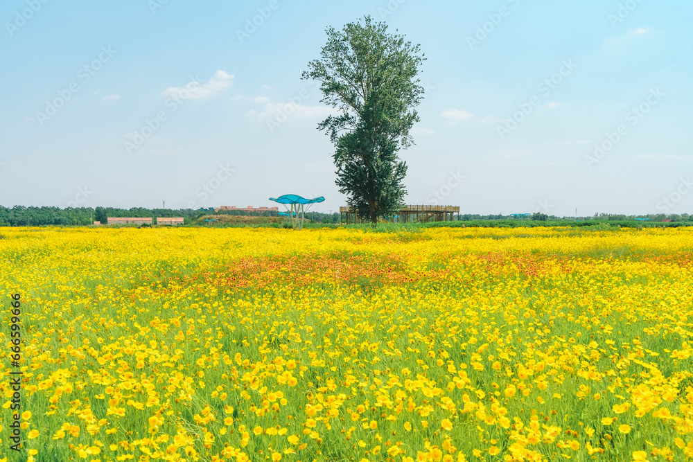 Obraz premium A large sea of coreopsis flowers blooming outdoors with a lonely tree
