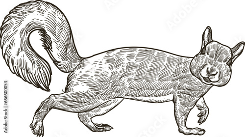 Vintage hand drawn sketch of squirrel