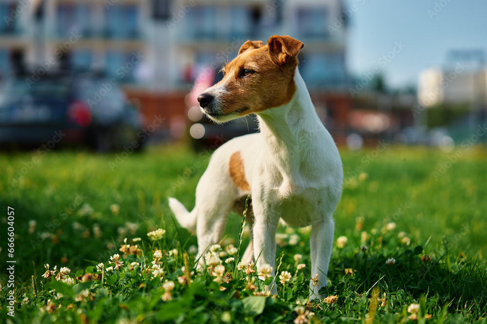 Cute small dog on lawn with green grass near living house at summer day. Active pet outdoors. Cute Jack Russell terrier portrait