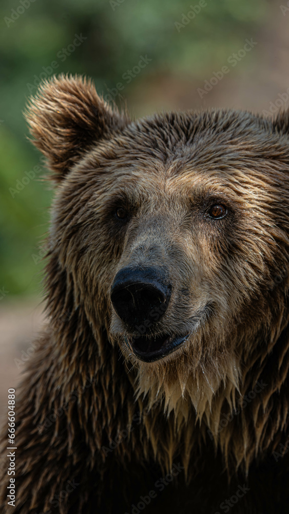 Oso pardo Oso pardo