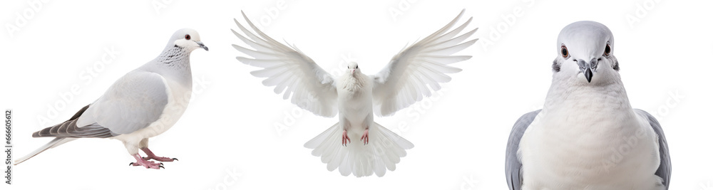 White dove or pigeon, flying and portrait, isolated