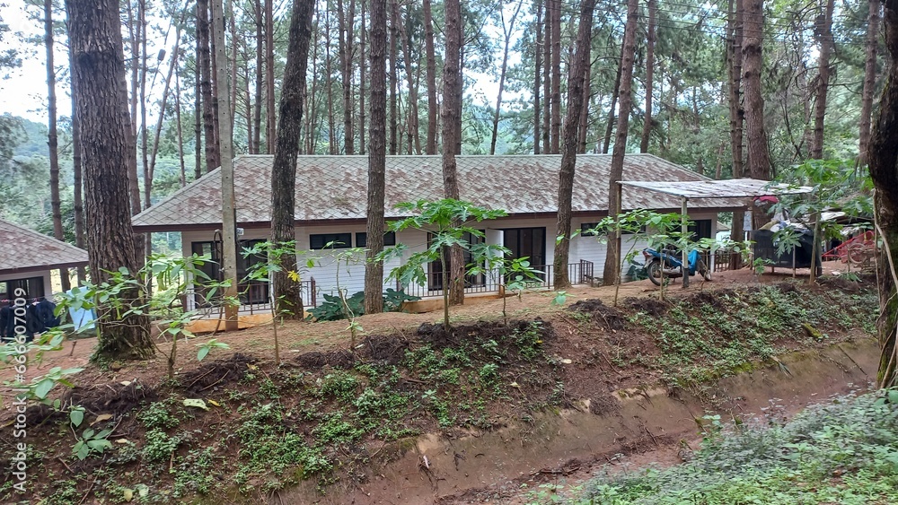 house in the forest house in the forest