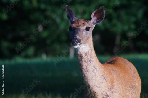 Whitetail Deer with Flies on Head