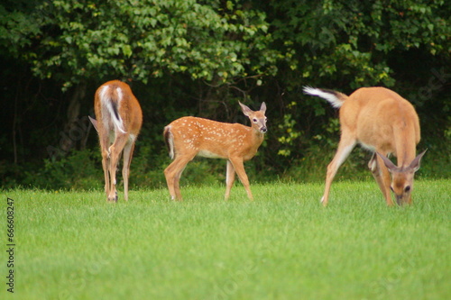 Whitetail Deer Fawn with Adults