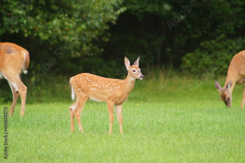 Whitetail Deer Fawn with Adults