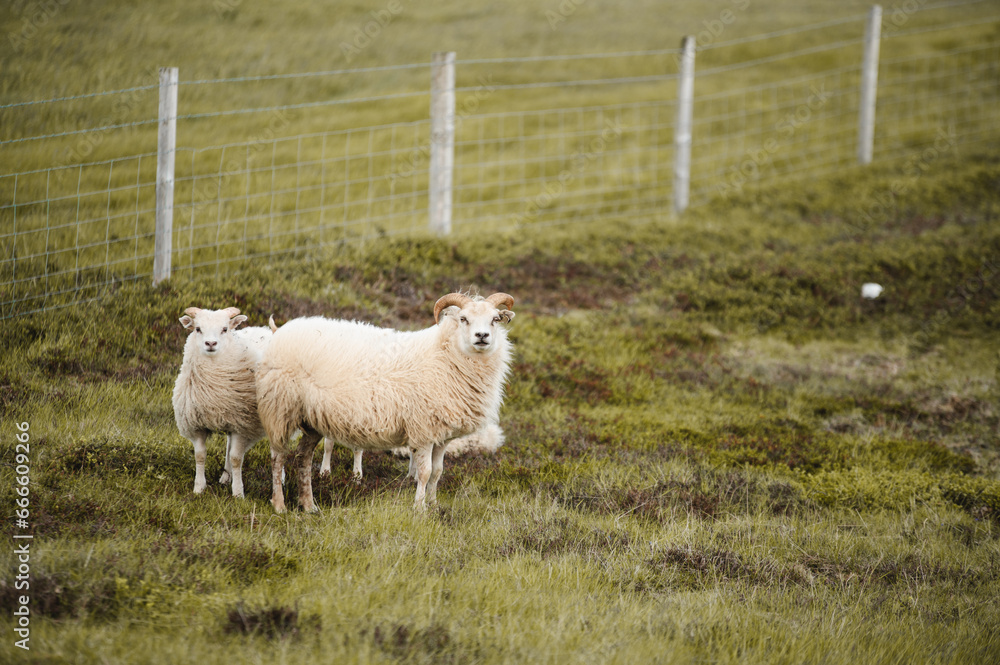 Naklejka premium Moutons en Islande