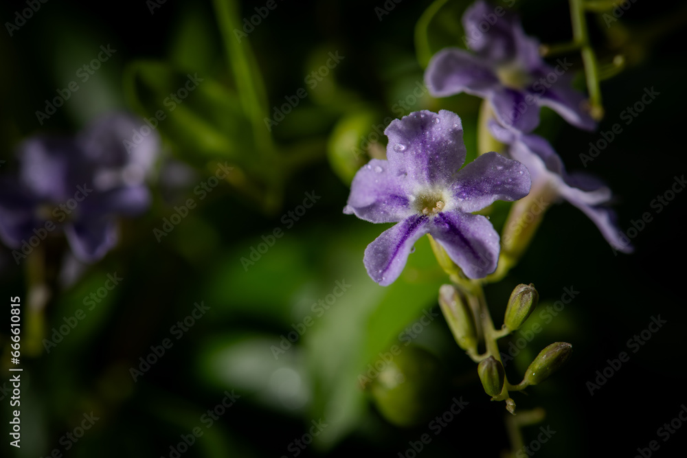 Fototapeta premium Purple flowers on blur green nature background