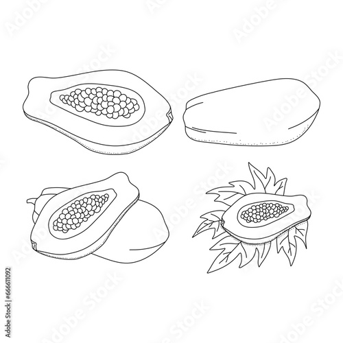 Hand drawn papaya set. Healthy, organic, sweet food outline vector illustration isolated on white background