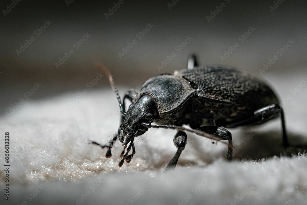 a black beetle standing on white fabric with its eyes open - obrazy, fototapety, plakaty 