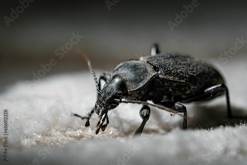 a black beetle standing on white fabric with its eyes open photo