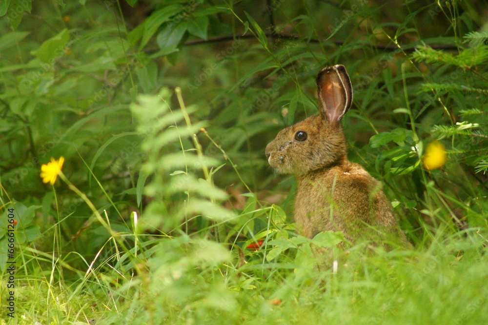 Fototapeta premium Snowshoe Hare with Ticks