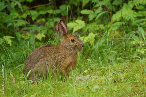 Snowshoe Hare with Ticks