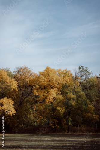 Autumn forest landscape. Yellowed leaves on trees in a national park. Orange and green shades of deep autumn. Calm and windless sunny weather.