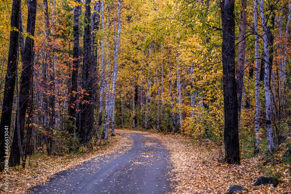 Obraz premium Asphalt road in the autumn forest in the daytime.