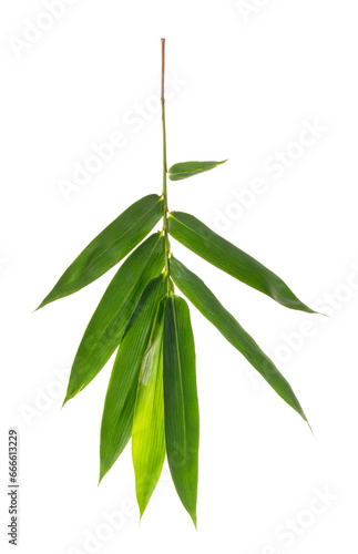 Fototapeta Naklejka Na Ścianę i Meble -  Bamboo leaf isolate on white background.