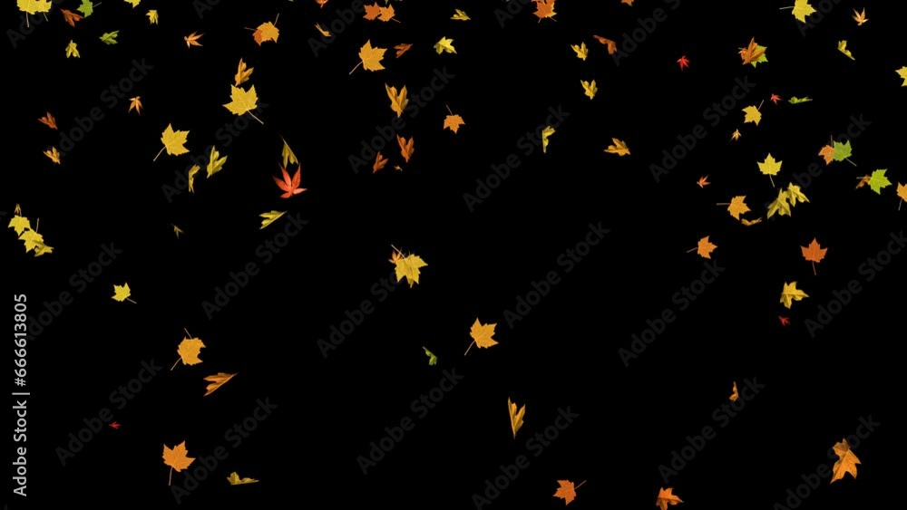 Colorful Autumn Leaves Falling On Alpha Channel Loop 4k Animation Colorful Autumn Leaves Falling On Alpha Channel Loop 4k Animation