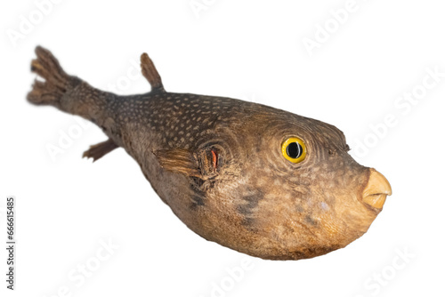 The white-spotted puffer fish (Arothron hispidus) isolated ion a white background © milkovasa