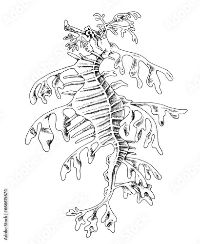 Leafy seadragon hand drawn vector