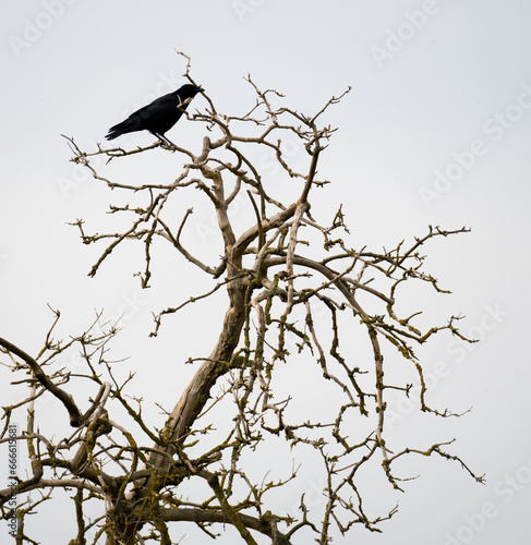 Carrion crow perching on bare dry tree  gray sky background