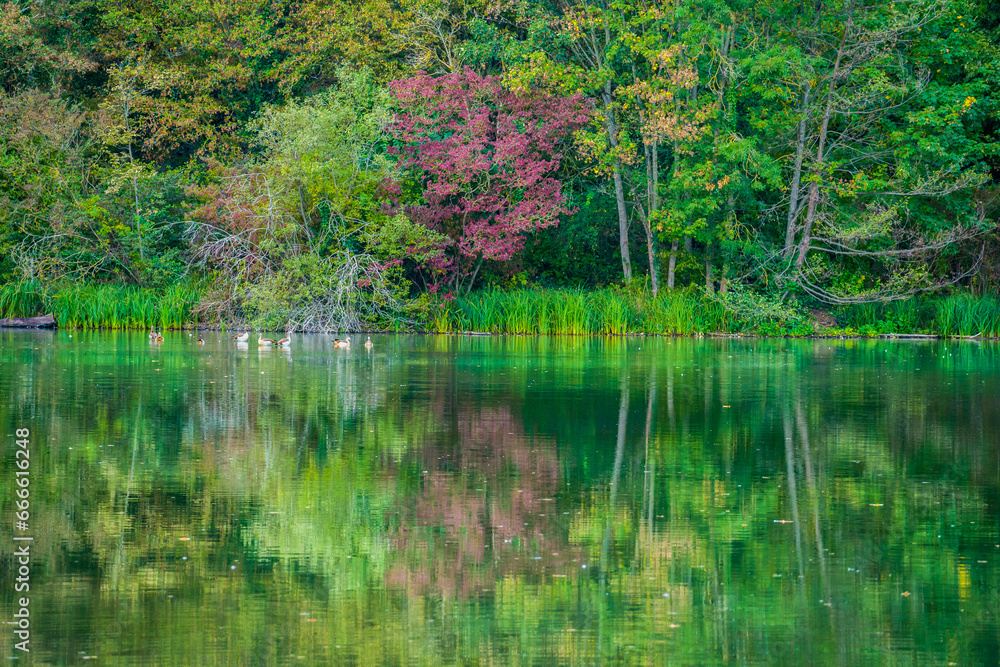 Autumn scenery, trees and reeds at lake, symmetrically reflected in water Autumn scenery, trees and reeds at lake, symmetrically reflected in water