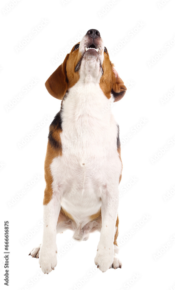 beagle dog isolated on white background