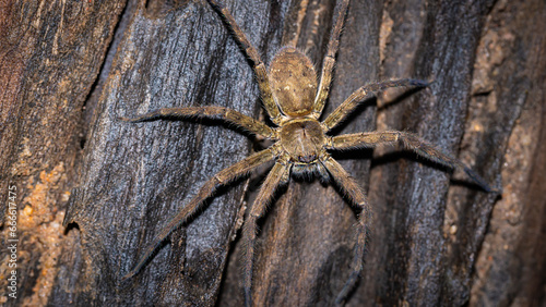 Spider, looking for food, at night, photographed at close range, macro.