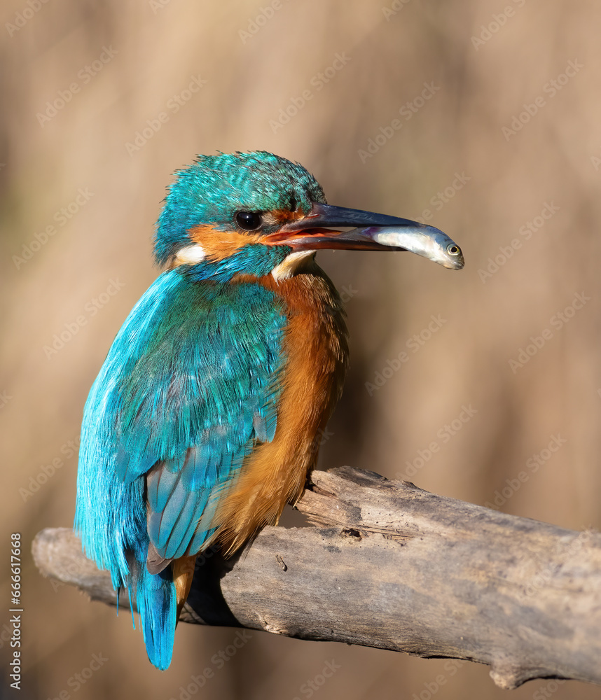Fototapeta premium Common kingfisher, Alcedo atthis. A bird sits on a branch with prey in its beak
