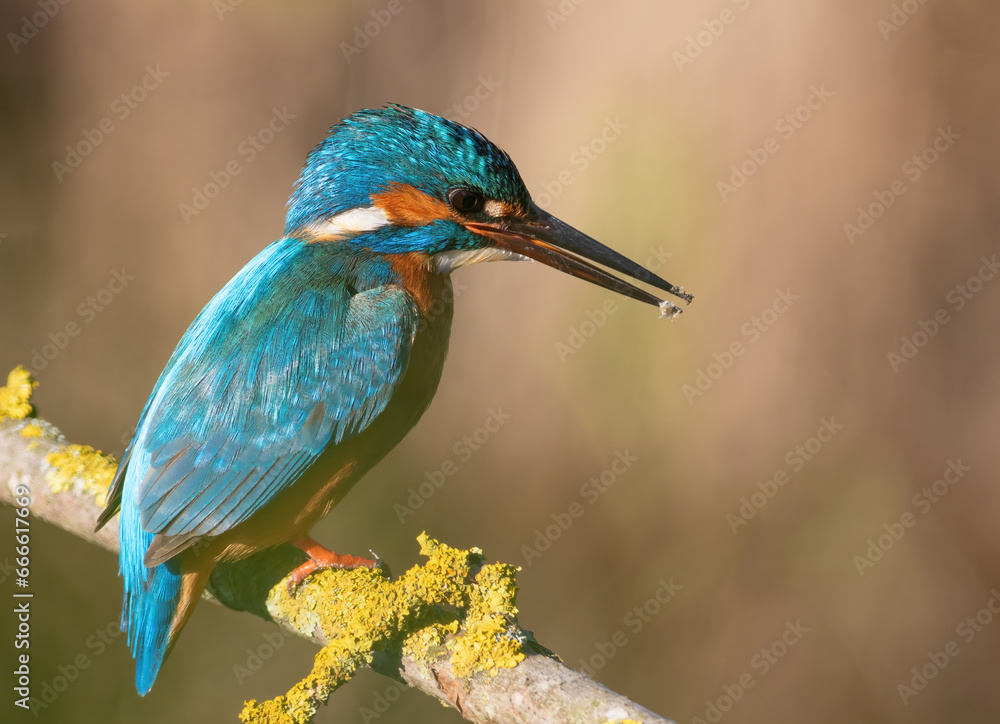 Fototapeta premium Common kingfisher, Alcedo atthis. A bird sits on a beautiful branch, looking into the water