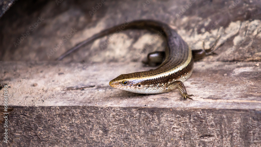 A Scincidae, foraging for food, in a farmer's garden. A Scincidae, foraging for food, in a farmer's garden.