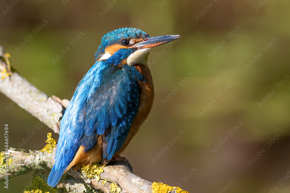 Fototapeta premium Common kingfisher, Alcedo atthis. Close-up of a bird perched on a branch against the river
