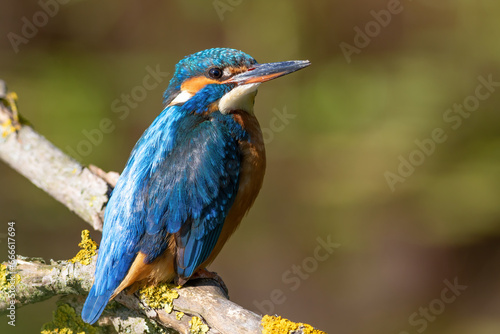 Common kingfisher, Alcedo atthis. Close-up of a bird perched on a branch against the river