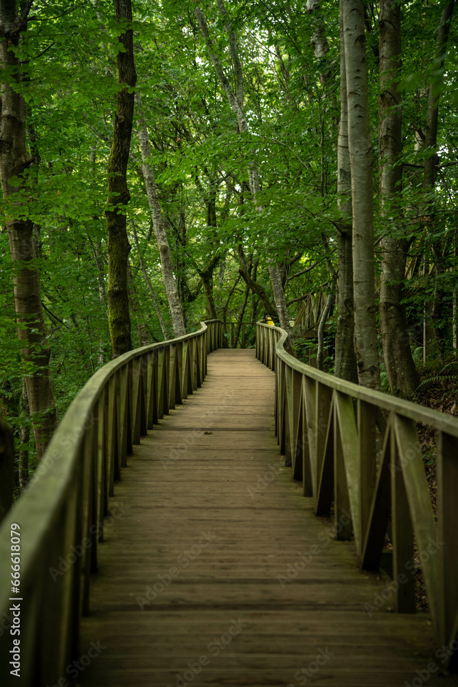 
wooden walkway into the forest