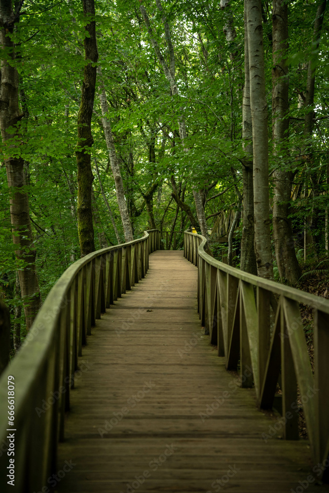 wooden walkway into the forest
wooden walkway into the forest