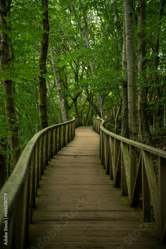  wooden walkway into the forest