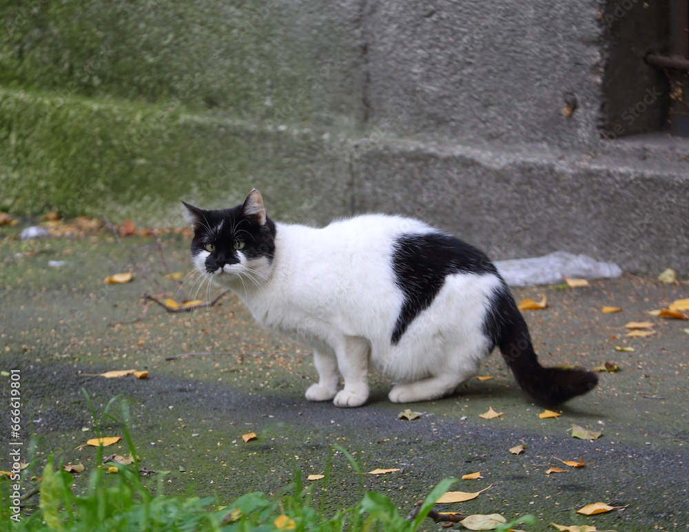 A black-and-white street cat walks near a gray wall A black-and-white street cat walks near a gray wall