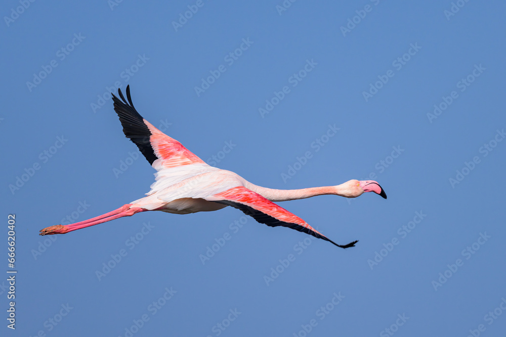 Fototapeta premium A Greater Flamingo flying on a sunny day
