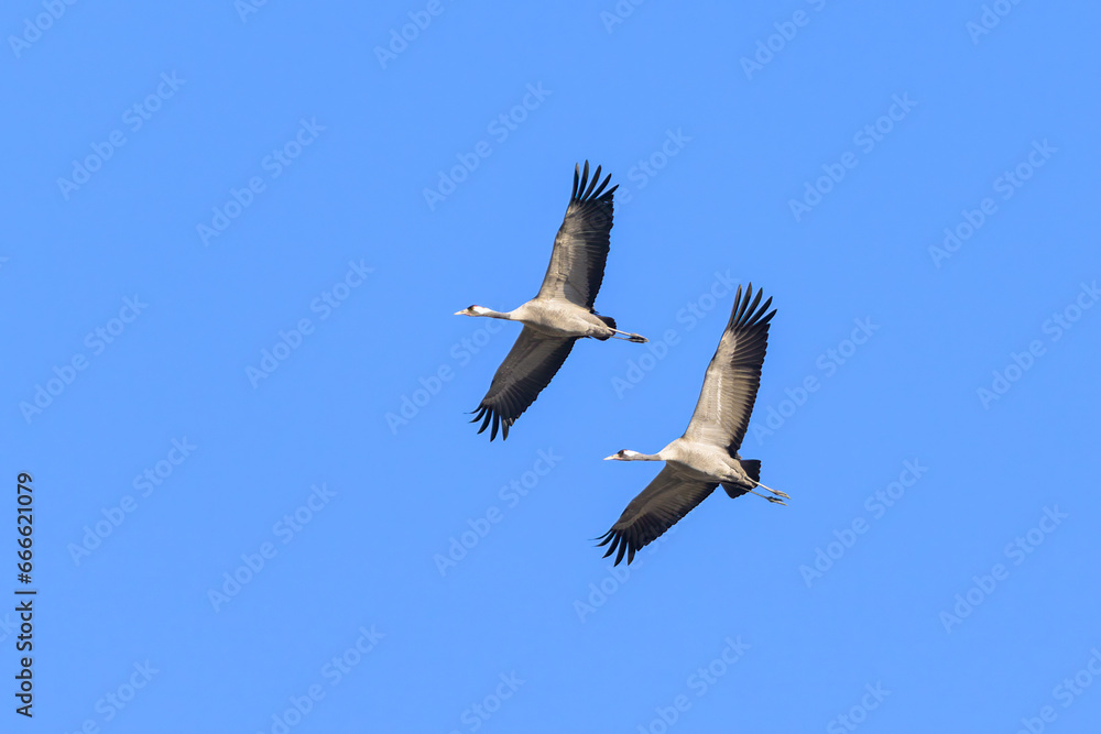 A group of Common Cranes flying blue sky A group of Common Cranes flying blue sky