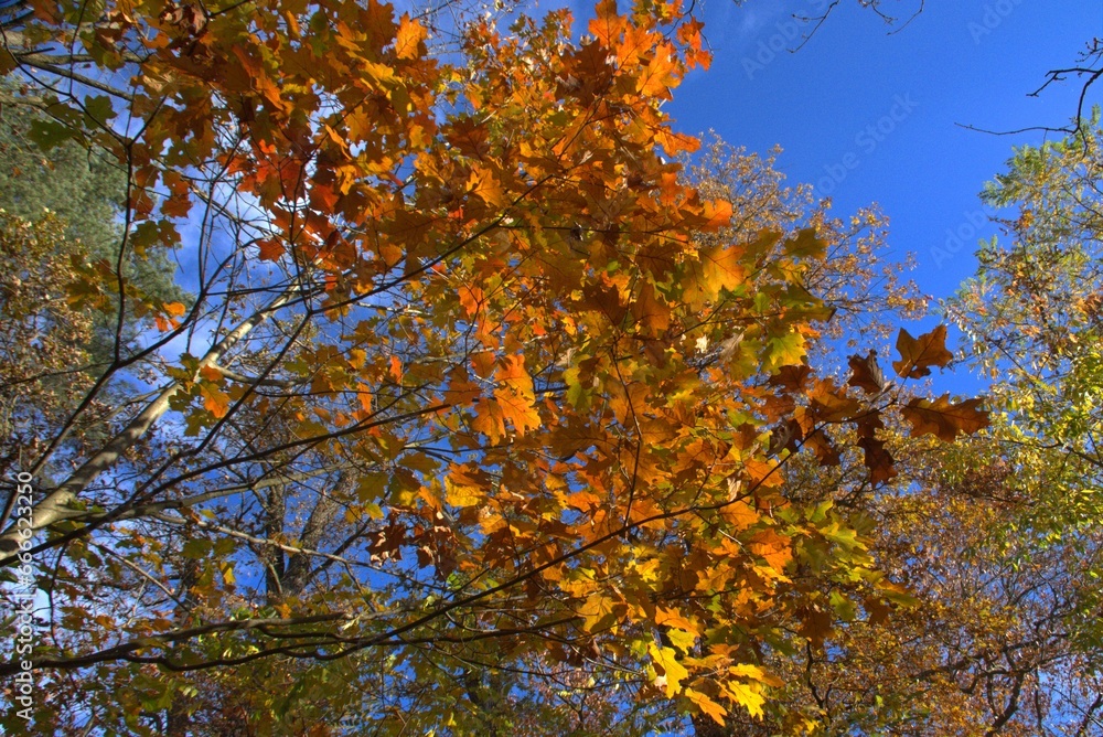 autumn colors maple tree leaves under blue sky autumn colors maple tree leaves under blue sky