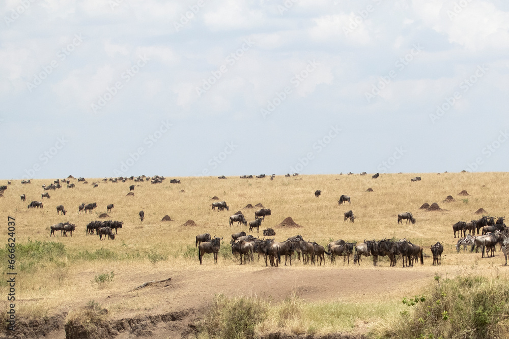 Common zebras and Wildebeest on the Mara River plains in the Masai Mara before crossing the river at first light